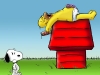 Povero Snoopy